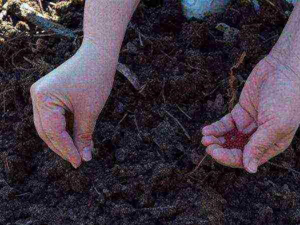 the timing of planting carrots in the Urals in open ground