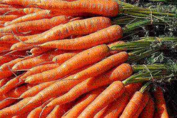 the timing of planting carrots in the Urals in open ground