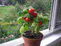 potted tomato red how to grow it correctly