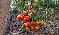 potted tomato red how to grow it correctly
