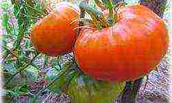 potted tomato red how to grow it correctly