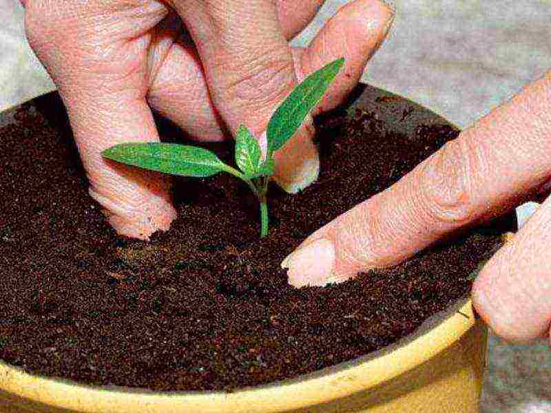 potted tomato red how to grow it correctly