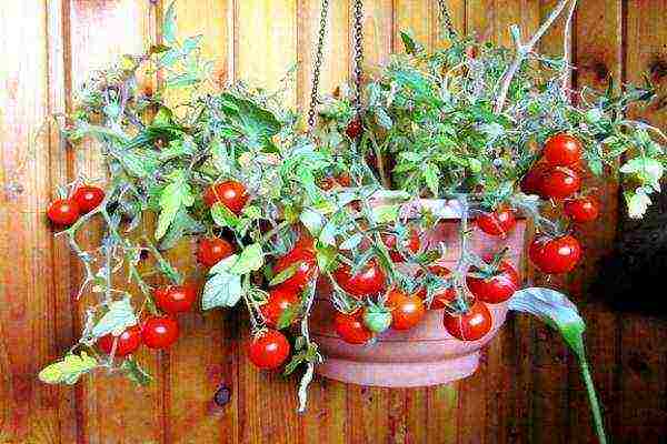 potted tomato red how to grow it correctly