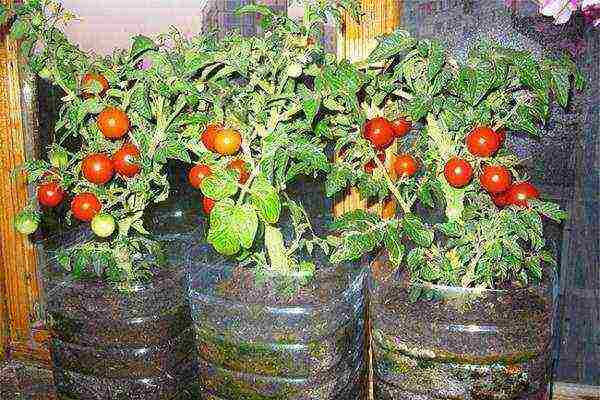 potted tomato red how to grow it correctly