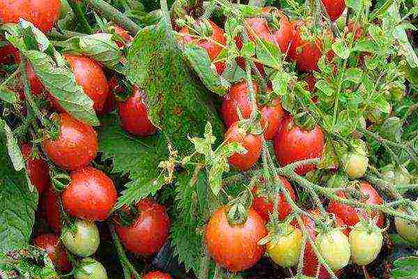 potted tomato red how to grow it correctly