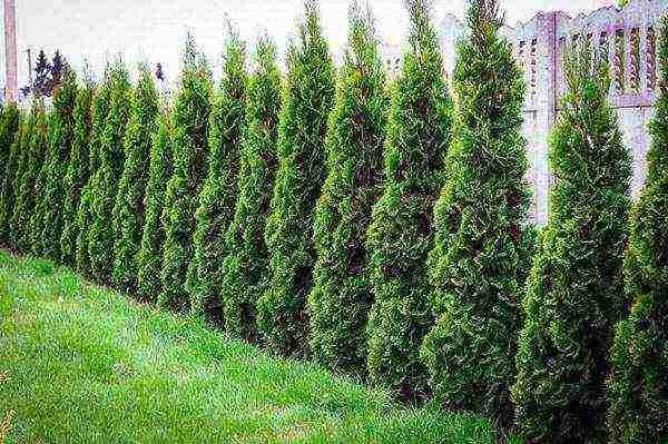 thuja planting and care outdoors in siberia
