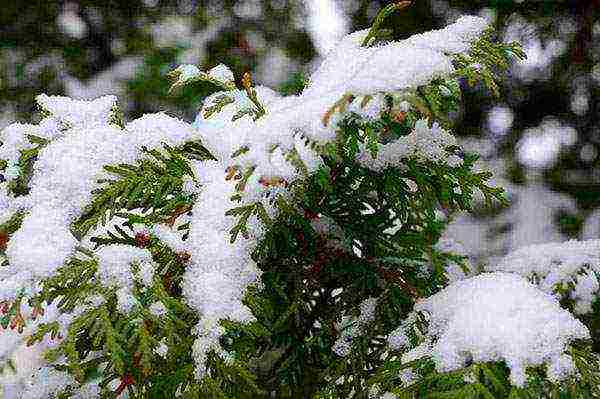 زراعة thuja والعناية في الهواء الطلق في سيبيريا