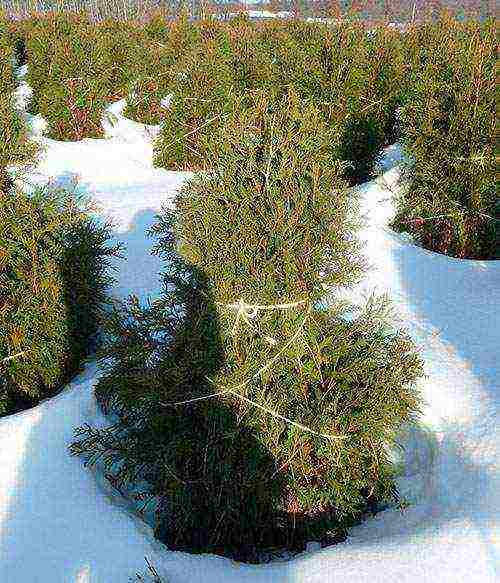 thuja planting and care outdoors in siberia