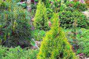 thuja planting and care outdoors in siberia