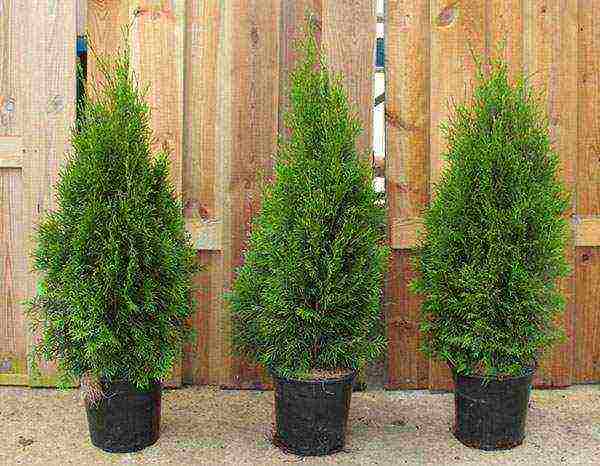 thuja planting and care outdoors in siberia