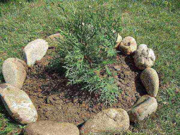 thuja planting and care outdoors in siberia