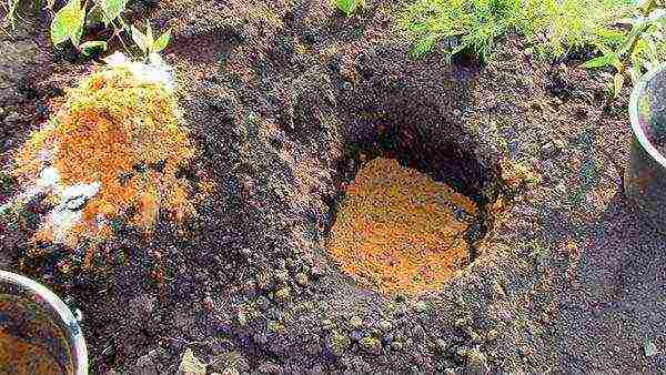 Pagtanim ng ural juniper at pangangalaga sa bukas na bukid