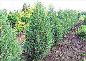 Ural juniper planting and care in the open field