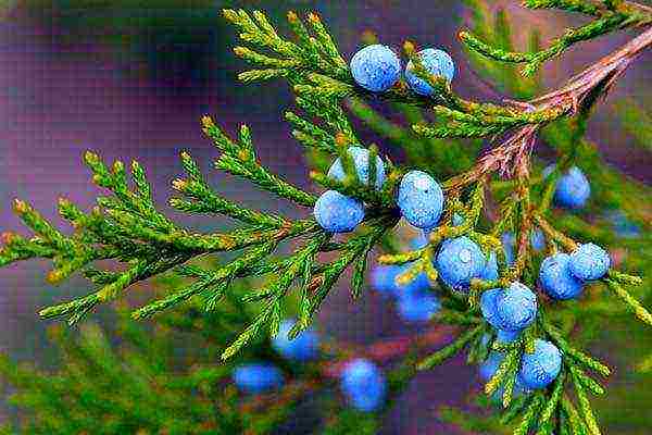 Pagtanim ng ural juniper at pangangalaga sa bukas na bukid