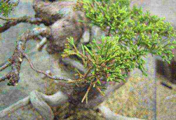 Pagtanim ng ural juniper at pangangalaga sa bukas na bukid