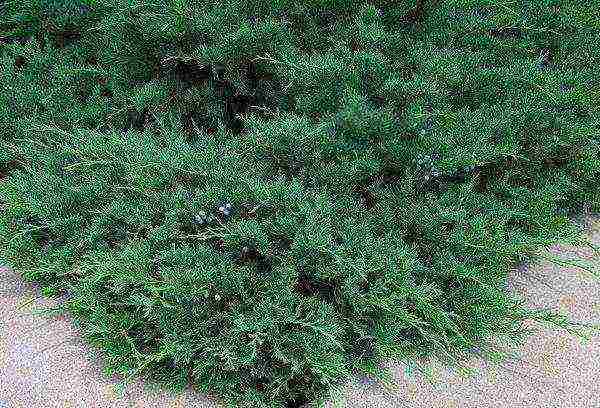 Ural juniper planting and care in the open field
