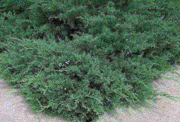 Pagtanim ng ural juniper at pangangalaga sa bukas na bukid