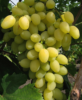 all the best grape varieties