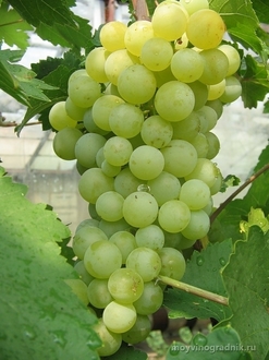 all the best grape varieties