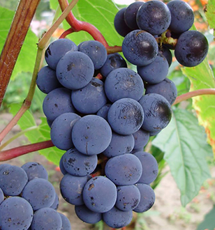 all the best grape varieties