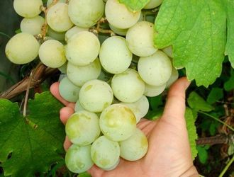 all the best grape varieties