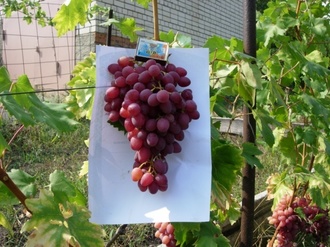 all the best grape varieties