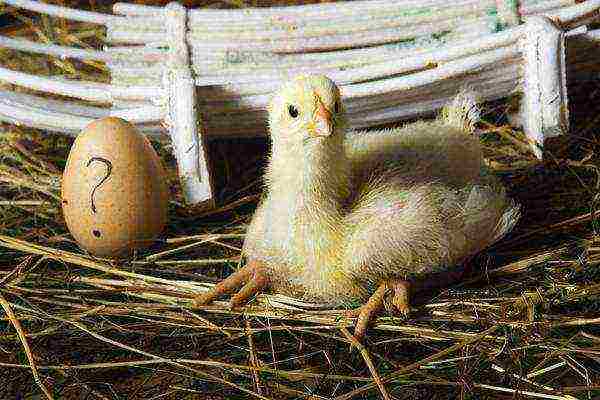 is it profitable to grow broilers at home