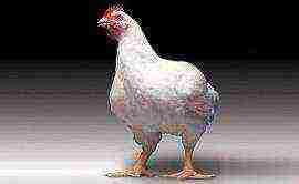 is it profitable to grow broilers at home