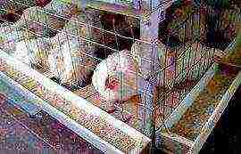 is it profitable to grow broilers at home