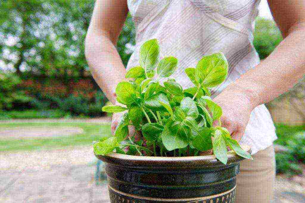 lumalaki kami ng basil sa bahay