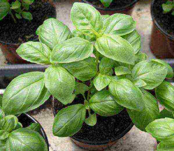 we grow basil at home