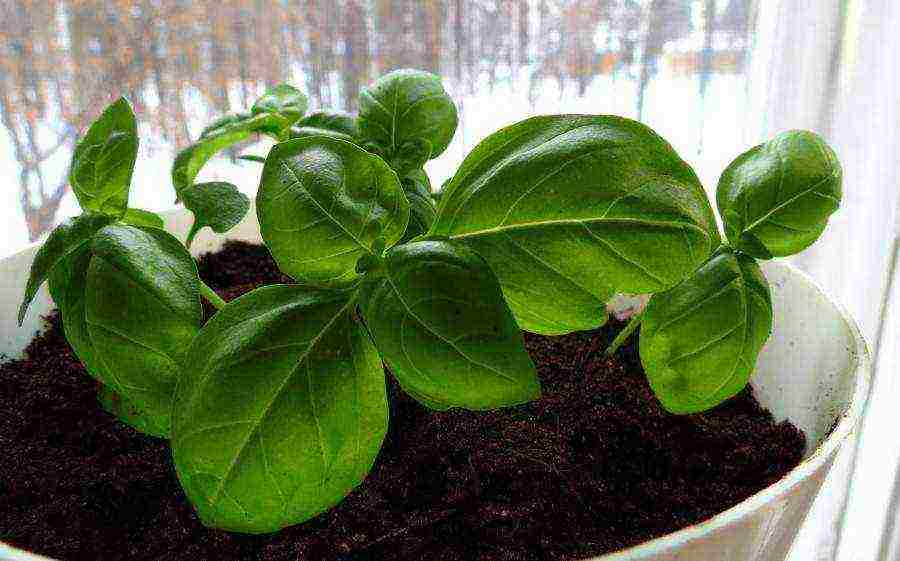 we grow basil at home