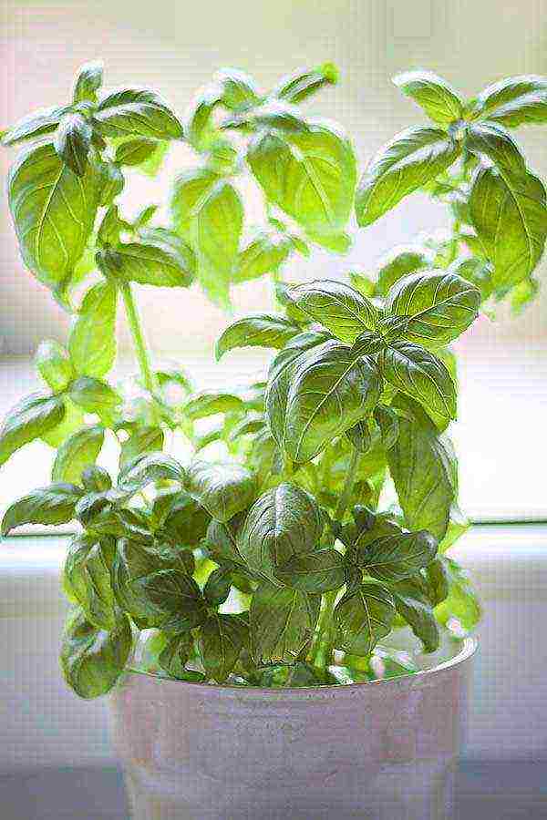 we grow basil at home