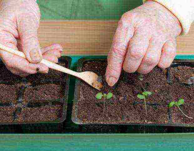 we grow basil at home