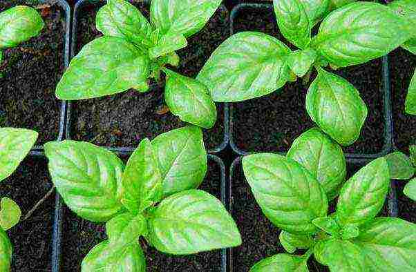 we grow basil at home