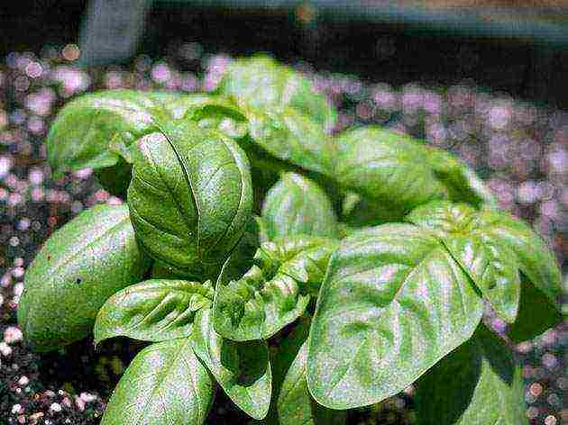 we grow basil at home