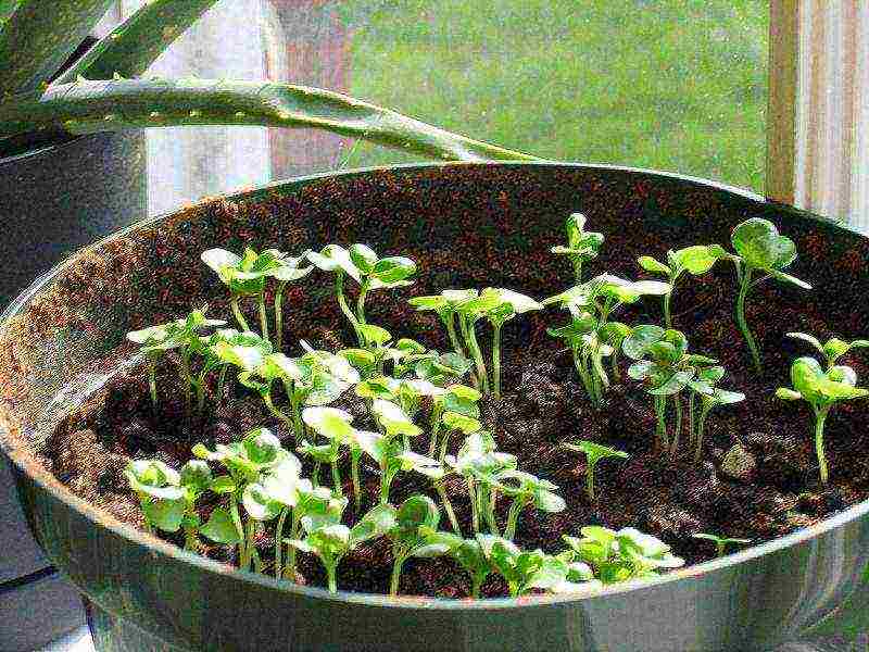 we grow basil at home