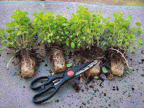 grow mint at home