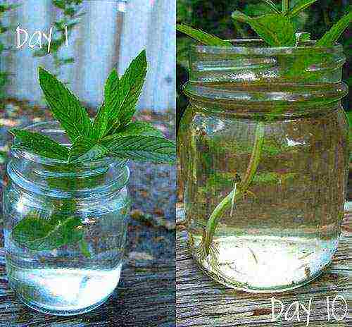 grow mint at home