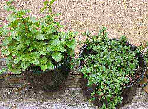 grow mint at home