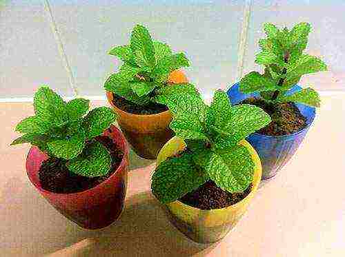 grow mint at home