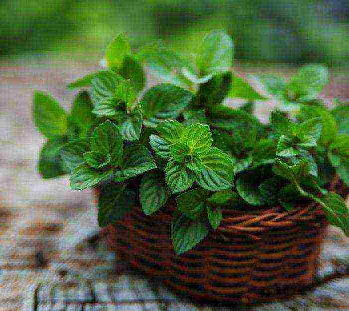 grow mint at home