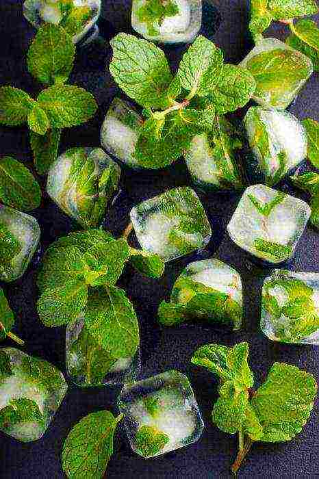 grow mint at home