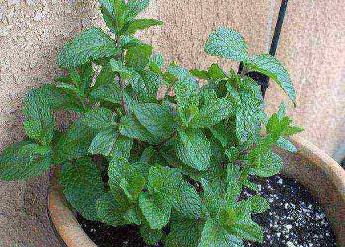 grow mint at home