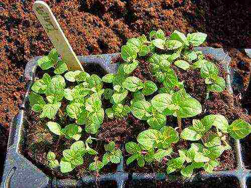 grow mint at home