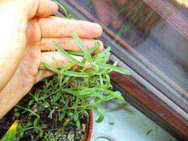 palaguin ang rosemary sa bahay