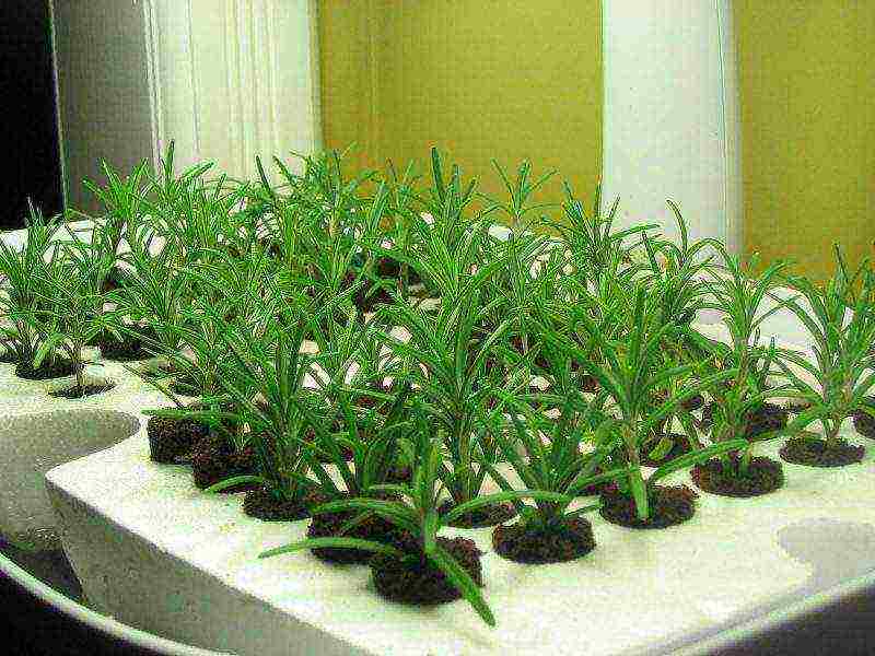 grow rosemary at home