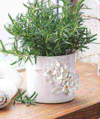 grow rosemary at home