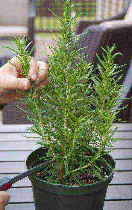 grow rosemary at home