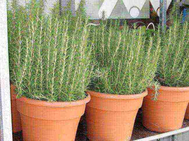 grow rosemary at home